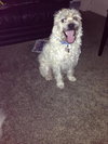 Milo - ADOPTED 10.03.14