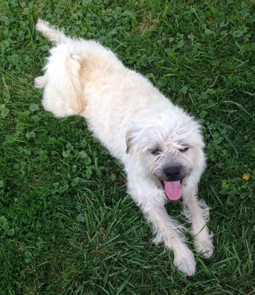 Milo - ADOPTED 10.03.14