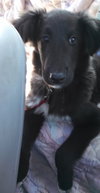 Kizzy - ADOPTED 10.18.14