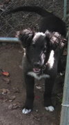 Kizzy - ADOPTED 10.18.14