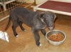 Kizzy - ADOPTED 10.18.14