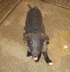 Kizzy - ADOPTED 10.18.14
