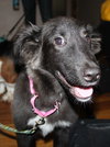 Kizzy - ADOPTED 10.18.14