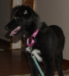 Kizzy - ADOPTED 10.18.14