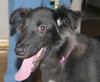 Kizzy - ADOPTED 10.18.14