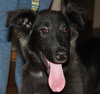 Kizzy - ADOPTED 10.18.14