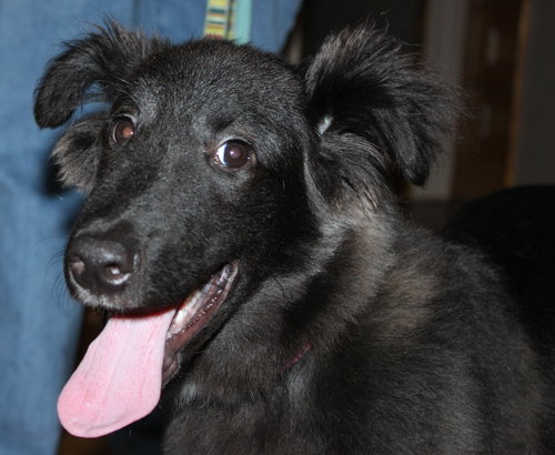 Kizzy - ADOPTED 10.18.14