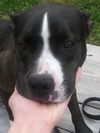 Pied Piper-ADOPTED-2.5.15
