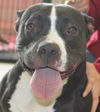 Pied Piper-ADOPTED-2.5.15