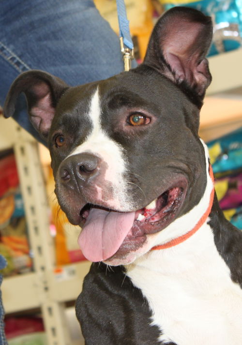 Pied Piper-ADOPTED-2.5.15