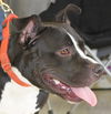 Pied Piper-ADOPTED-2.5.15