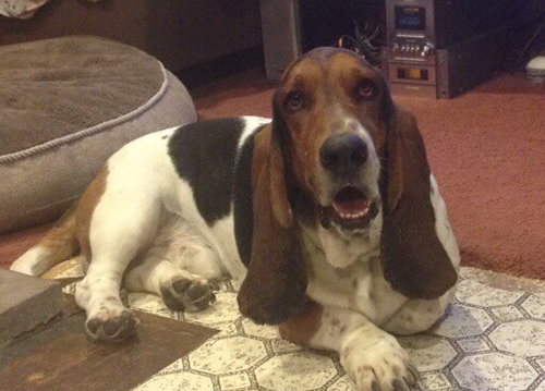Roger - ADOPTED 10.11.14