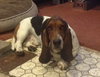 Roger - ADOPTED 10.11.14