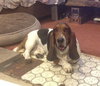 Roger - ADOPTED 10.11.14