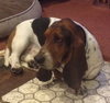Roger - ADOPTED 10.11.14