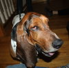 Roger - ADOPTED 10.11.14