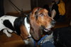 Roger - ADOPTED 10.11.14