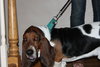 Roger - ADOPTED 10.11.14