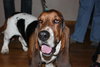 Roger - ADOPTED 10.11.14