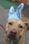 Rouger (LD) ADOPTED 11.14.14