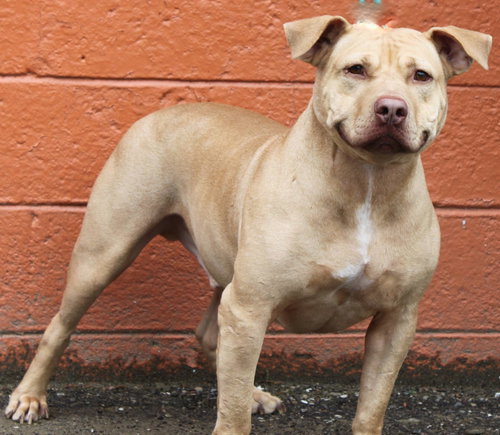 Rouger (LD) ADOPTED 11.14.14