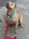 Rouger (LD) ADOPTED 11.14.14