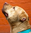 Rouger (LD) ADOPTED 11.14.14