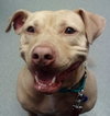 Rouger (LD) ADOPTED 11.14.14
