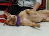 Rouger (LD) ADOPTED 11.14.14