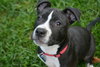 Tips - ADOPTED 10.28.14