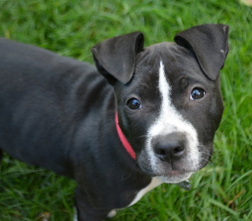 Tips - ADOPTED 10.28.14