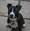 Tips - ADOPTED 10.28.14