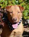 Willa - ADOPTED 12.04.14