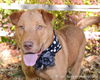 Willa - ADOPTED 12.04.14