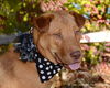 Willa - ADOPTED 12.04.14