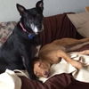 Willa - ADOPTED 12.04.14