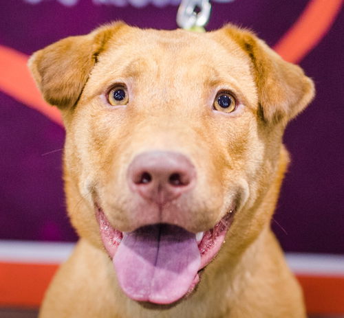 Willa - ADOPTED 12.04.14