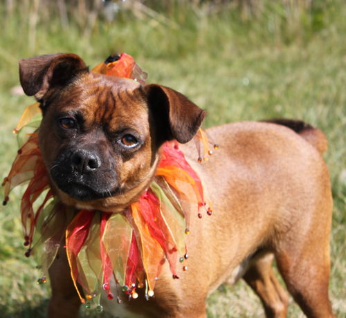 Tripper ADOPTED 10.27.14