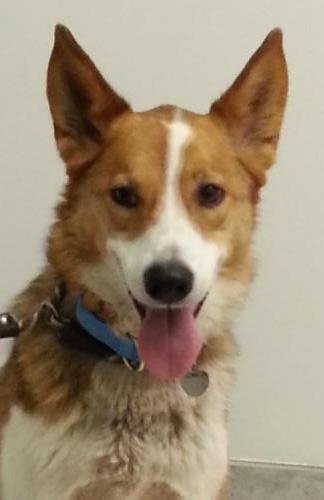 Phoenix - ADOPTED 11.01.14