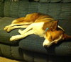 Phoenix - ADOPTED 11.01.14