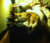 Phoenix - ADOPTED 11.01.14