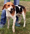 Mickey - ADOPTED 12.23.14