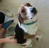 Mickey - ADOPTED 12.23.14