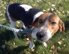 Mickey - ADOPTED 12.23.14