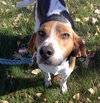 Mickey - ADOPTED 12.23.14