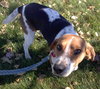 Mickey - ADOPTED 12.23.14