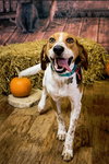 Mickey - ADOPTED 12.23.14