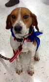 Mickey - ADOPTED 12.23.14