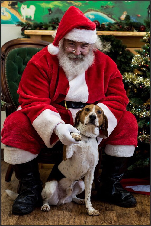 Mickey - ADOPTED 12.23.14