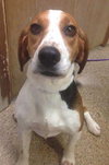 Starbuck-ADOPTED 10.26.14